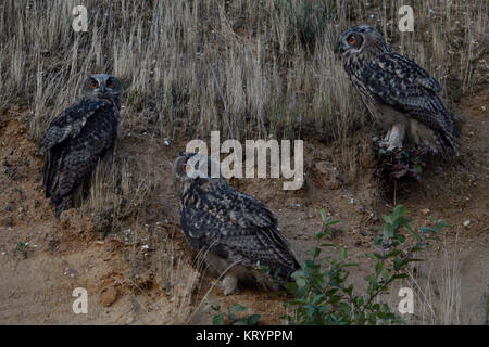 Eurasian Eagle Owls / Uhus ( Bubo bubo ) perched in the slope of a gravel pit, three siblings, at dusk, nightfall, watching, wildlife, Europe. Stock Photo