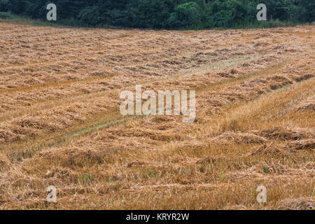 mowed stubble cornfield after harvest. Stock Photo