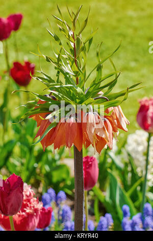 Crown Imperial Flower Stock Photo