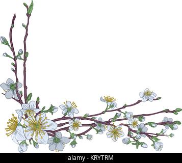 Peach Cherry Blossom Flowers Corner Design Stock Vector