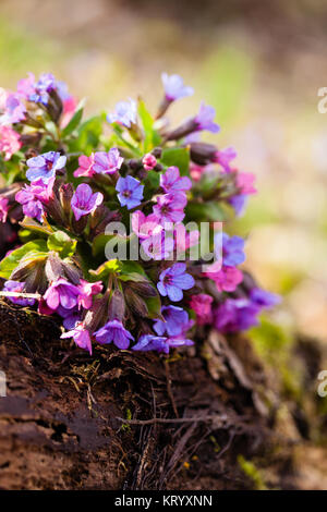 Mary's tears plant Stock Photo