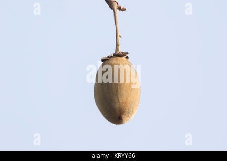 fruit of the baobab tree Adansonia digitata, Gambia Stock Photo