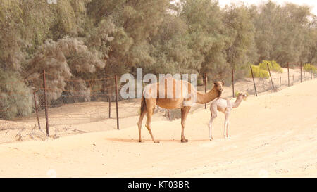 ABU DHABI, UNITED ARAB EMIRATES - APRIL 3rd, 2014: Cute single-humped camel or dromedary in beautiful liwa desert in the middle of the day Stock Photo