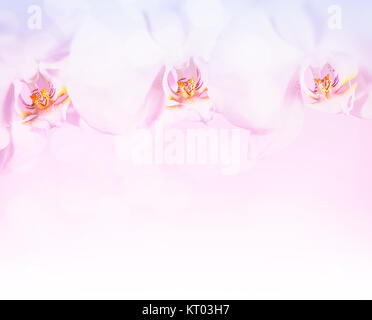 Beautiful orchid flowers border Stock Photo