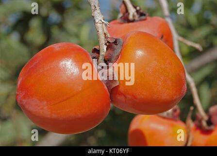 Ripe persimmon fruits Stock Photo