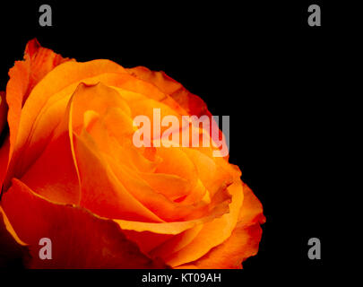 Beautiful dark orange rose on black Stock Photo