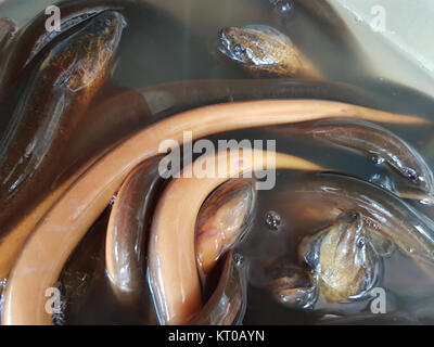 Asian swamp eel (Monopterus albus) at a restaurant in Mindanao, Philippines 02 Stock Photo