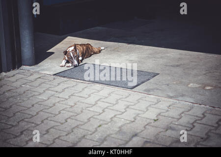 A brindle Bull Terrier dog laying in the sun at a commercial garage space. Stock Photo