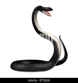 3D Rendering Southern Black Racer on White Stock Photo