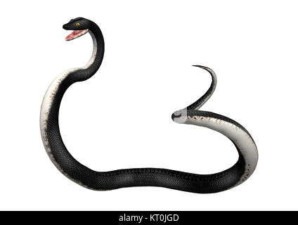 3D Rendering Southern Black Racer on White Stock Photo