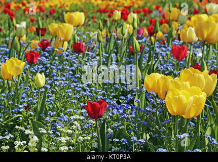 Tulips and forget-me-nots in spring beds Stock Photo