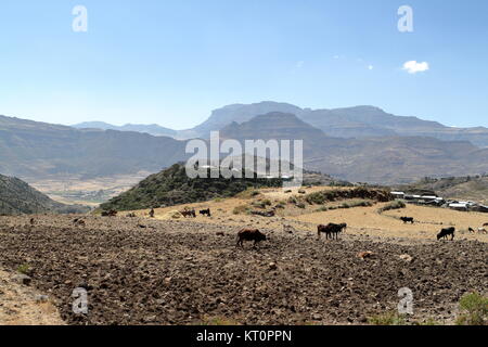 cereal harvest in ethiopia Stock Photo