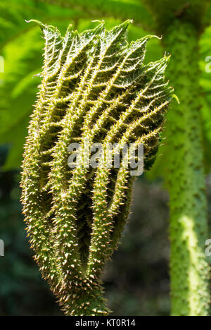 GUNNERA MANICATA - YOUNG LEAF Stock Photo