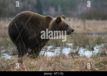 European Brown Bear / Braunbaer ( Ursus arctos ), playful adolescent, running fast through a wet meadow, a swamp, bog, marshland, wetland, Europe. Stock Photo