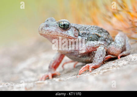 Common Midwife Toad / Geburtshelferkroete ( Alytes obstetricans ), sitting on rocks of an old quarry, frontal side view, detailed shot, Europe. Stock Photo