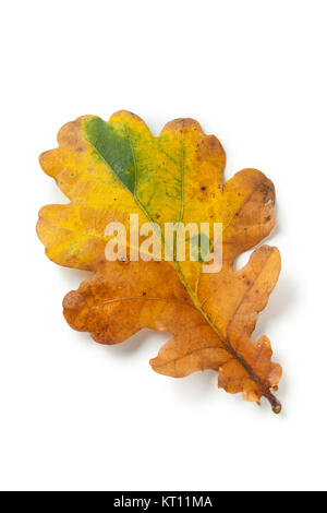 Single autumn oak leaf on white background Stock Photo