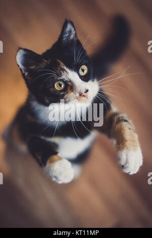 Domestic cat playing (Felis silvestris catus) Stock Photo