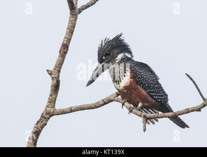 giant kingfisher (Megaceryle maxima) adult perched in mangrove over river in Gambia, Africa Stock Photo