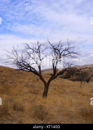 Dried apricot trees Stock Photo