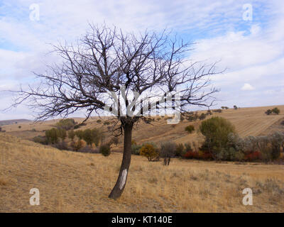 Dried apricot trees Stock Photo