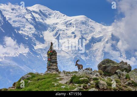 Ibex, Range of Mont-Blanc, French Alps Stock Photo