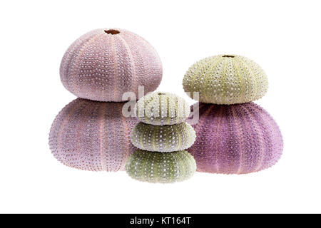 Group of sea shells of sea urchin ( Echinoidea) isolated on white background Stock Photo