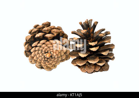 Pictures of pine cones Stock Photo