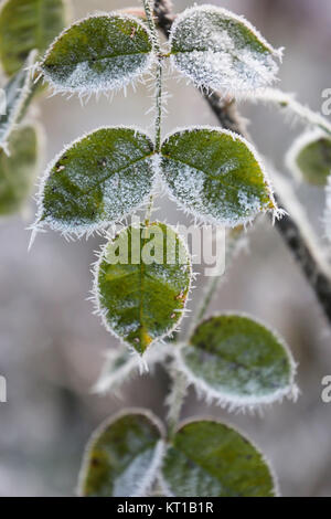 rose petals with ice crystals in winter in the garden Stock Photo