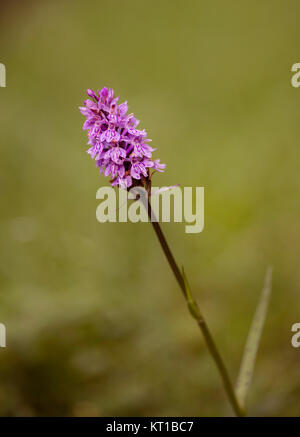 a blooming native orchid species spotted maculata dactylorhiza in closeup. Stock Photo