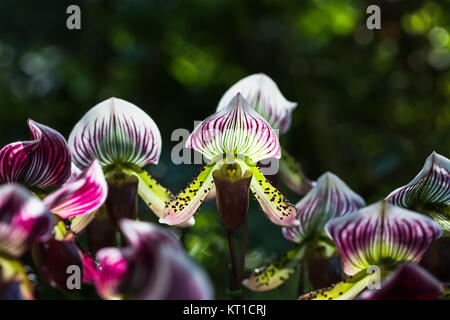 Paphiopedilum of Orchid flower Stock Photo