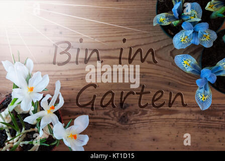 Wooden Background With German Text Bin Im Garten Means I Am In The Garden. Sunny Spring Flowers Like Grape Hyacinth And Crocus. Aged Or Vintage Style Stock Photo