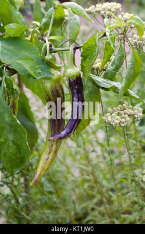 Sweet pepper 'Semorah' growing in a pot. Stock Photo
