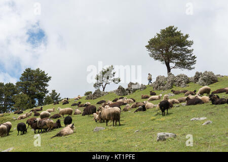 Artvin is a city in northeastern Turkey about 30 km inland from the Black Sea.The shepherds flocks are in the its nature. Stock Photo