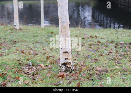 Young Silver Birch (Betula pendula) trees in front of lake in the park with out of focus background Stock Photo