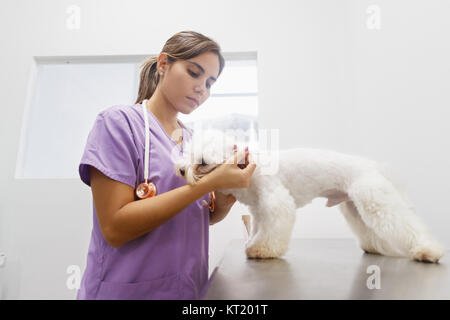 Young latina woman working as veterinary, vet during visit. Animal doctor visiting ill pet in clinic and cleaning dog ear. People, jobs, professions a Stock Photo