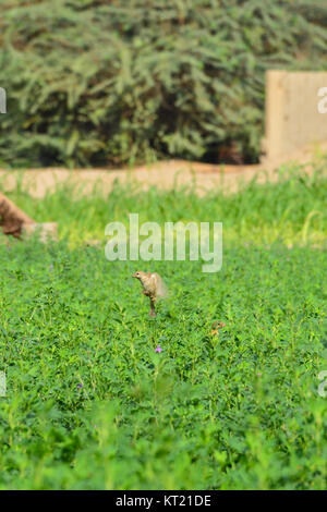 Flying Eurasian Tree Sparrow (Passer montanus) in autumn. Saudi arabia Stock Photo