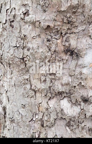 Closeup on tree bark Stock Photo