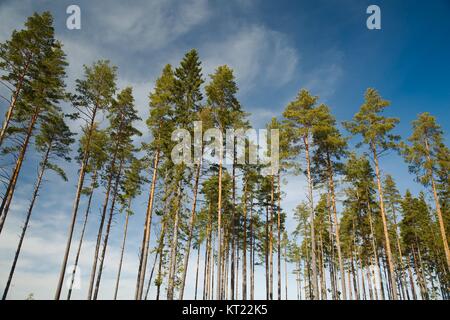 The Tall Pine Tree Forest in a Straight Line, Estonia Stock Photo