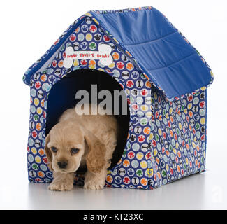 cocker spaniel puppy in a dog house on white background Stock Photo