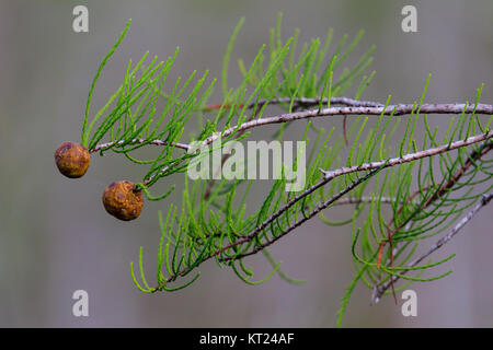 Close up of a branch from a Dwarf Cypress trees growing in a swamp at Everglades National Park, Florida, November 2017 Stock Photo