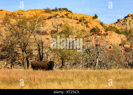 Bison roam wild withing the Wichita Mountains National Wildlife Refuge, November 2017 Stock Photo