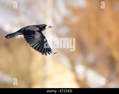 Flying black Carrion Crow Stock Photo
