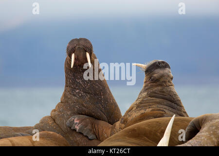 Group of male walruses (Odobenus rosmarus) bulls fighting on beach at Phippsøya in Sjuøyane, archipelago north of Nordaustlandet, Svalbard, Norway Stock Photo