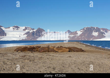 Group of male walruses (Odobenus rosmarus) resting on beach at Phippsøya in Sjuøyane, archipelago north of Nordaustlandet, Svalbard, Norway Stock Photo