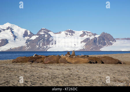 Group of male walruses (Odobenus rosmarus) resting on beach at Phippsøya in Sjuøyane, archipelago north of Nordaustlandet, Svalbard, Norway Stock Photo