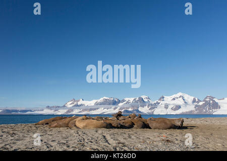 Group of male walruses (Odobenus rosmarus) resting on beach at Phippsøya in Sjuøyane, archipelago north of Nordaustlandet, Svalbard, Norway Stock Photo