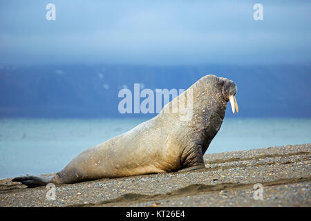 Male walrus (Odobenus rosmarus) hauling out on beach, Svalbard / Spitsbergen, Norway Stock Photo