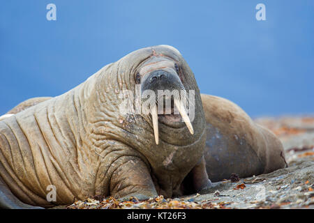 Male walrus (Odobenus rosmarus) resting on beach, Svalbard / Spitsbergen, Norway