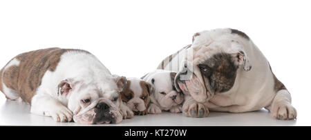 bulldog mother and father with their puppies Stock Photo