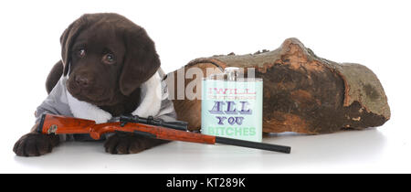 female hunting dog isolated on white background Stock Photo